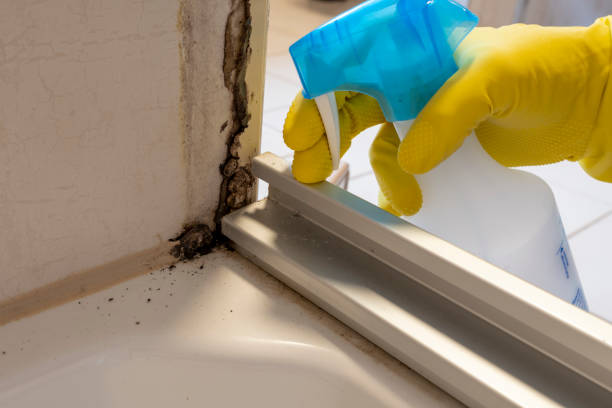 Professional Mold Removal in Frisco, CO