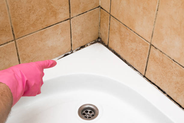 Home Mold Removal in Frisco, CO